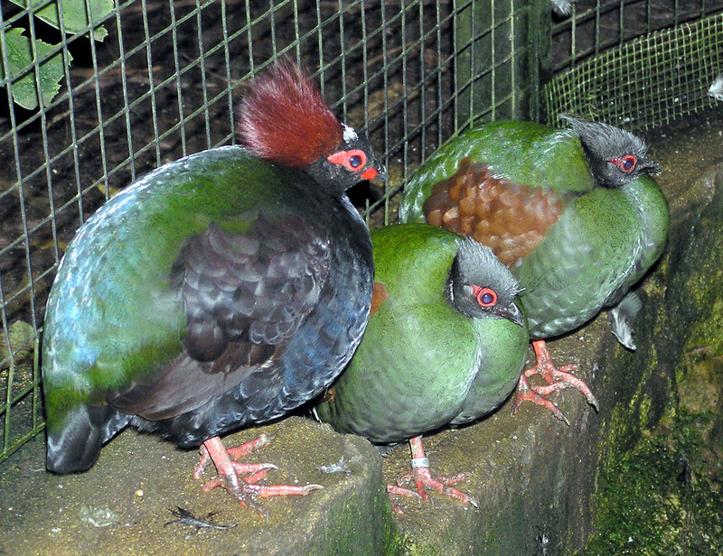 Bristol.zoo.crested.wood.partridge.arp-Crested Wood Partridge (Rollulus roulroul).jpg