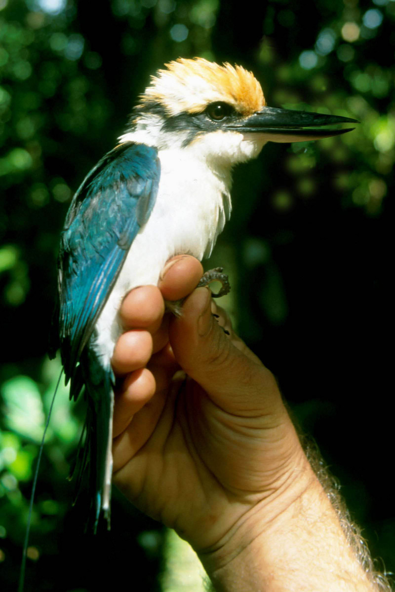 Micronesian Kingfisher DK-Todiramphus cinnamominus.jpg