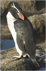 SnaresPenguin (Mattern)-Snares Penguin (Eudyptes robustus).jpg