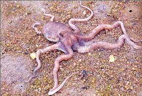 낙지 Octopus minor (Whiparm Octopus).jpg