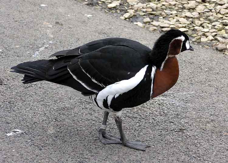 Red.breasted.goose.arp.750pix-Red-breasted Goose (Branta ruficollis).jpg
