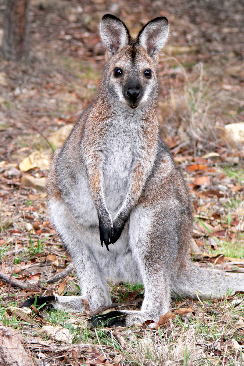 Young red necked wallaby-Bennett\'s Wallaby (Macropus rufogriseus).jpg