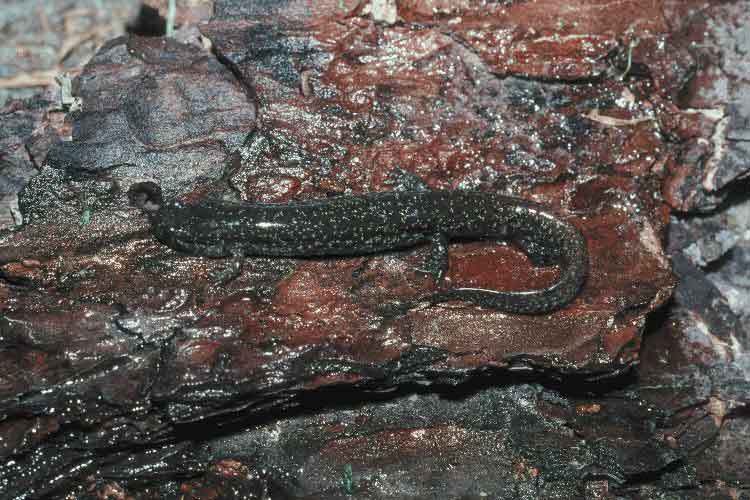 D auriculatus USGS-Southern Dusky Salamander (Desmognathus auriculatus).jpg