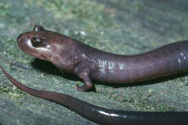 Phaeognathus hubrichii-Red Hills salamander (Phaeognathus hubrichti).jpg