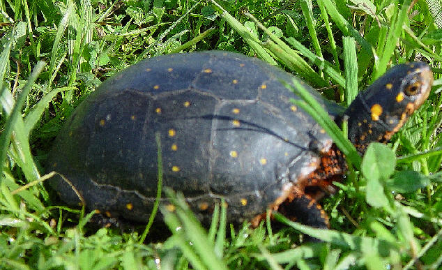 Spotted Turtle (Clemmys guttata).jpg