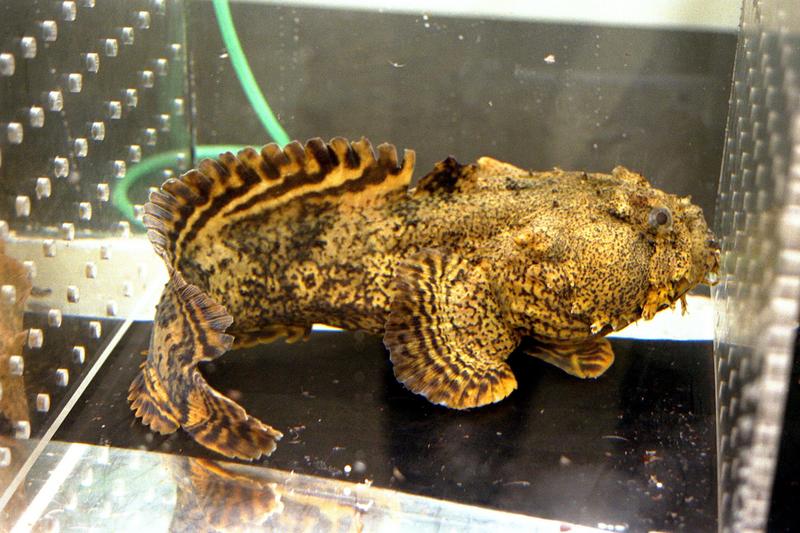 Oyster Toadfish (Opsanus tau).jpg