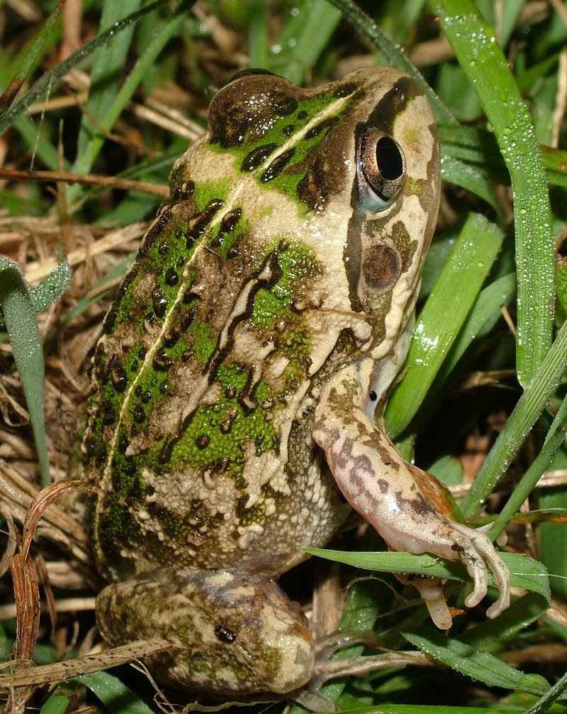 Rough Frog (Cyclorana verrucosa).jpg