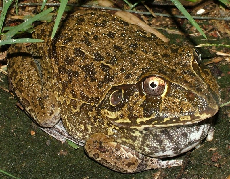 New Holland Frog (Cyclorana novaehollandiae).jpg