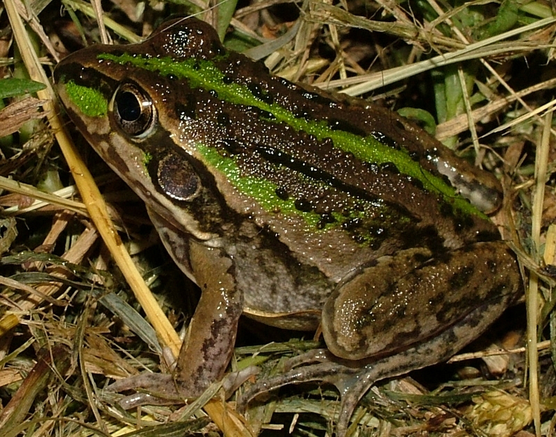 Striped Burrowing Frog (Cyclorana alboguttata).jpg