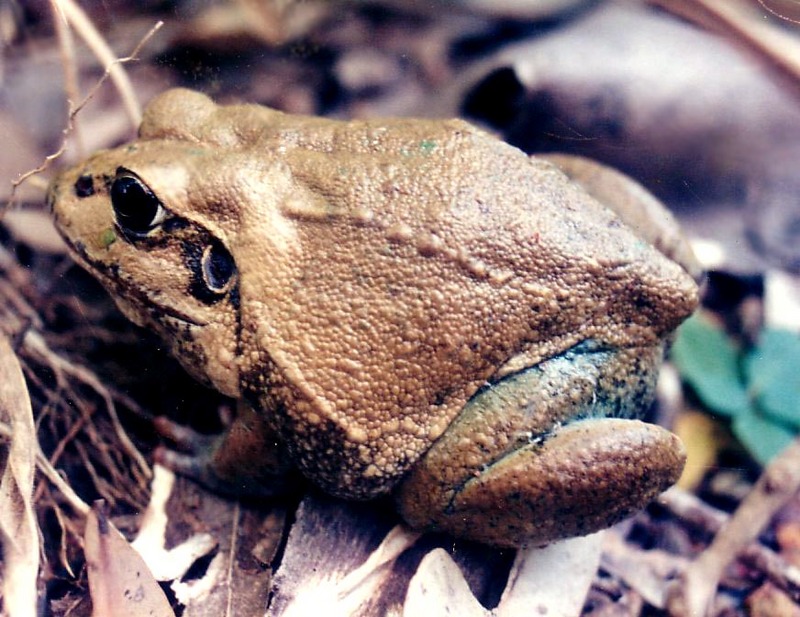Giant Frog (Cyclorana australis) mhn.jpg