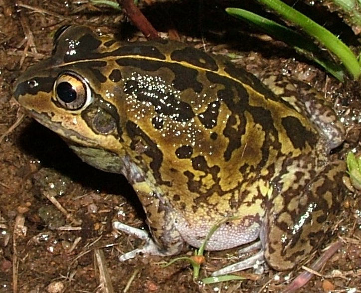Short-footed Frog (Cyclorana brevipes).jpg