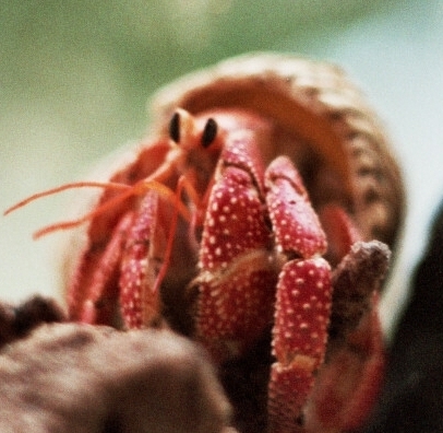 Strawberry021 21cr-Strawberry Land Hermit Crab (Coenobita perlatus).jpg