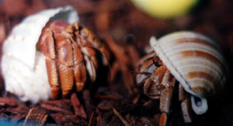 Bfgnbigred2 Australian Land Hermit Crab (Coenobita variabilis).jpg