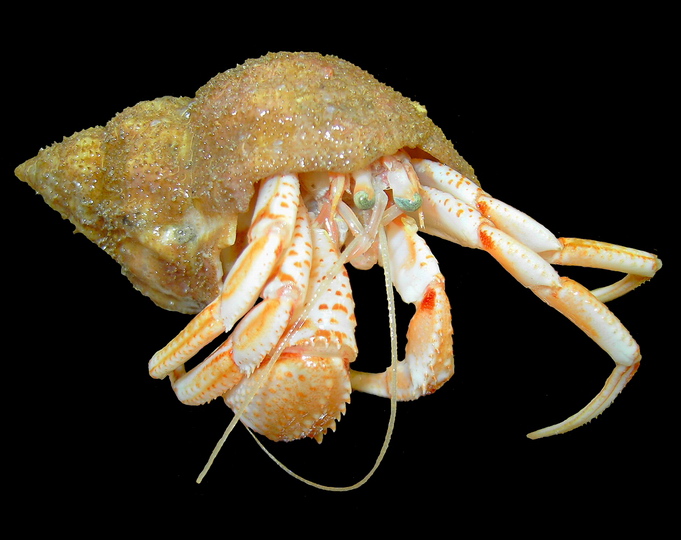Pagurus bernhardus Common Hermit Crab (Pagurus bernhardus).jpg