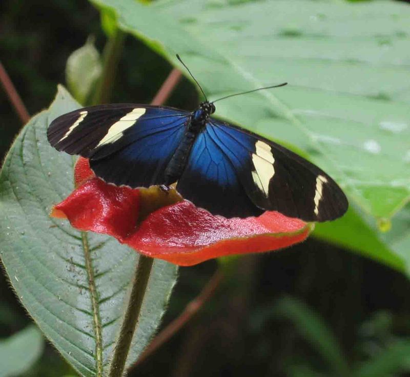 Sara Longwing Butterfly (Heliconius sara).jpg