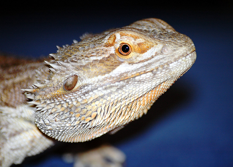 Central Bearded Dragon or Inland Bearded Dragon (Pogona vitticeps) close-up.jpg