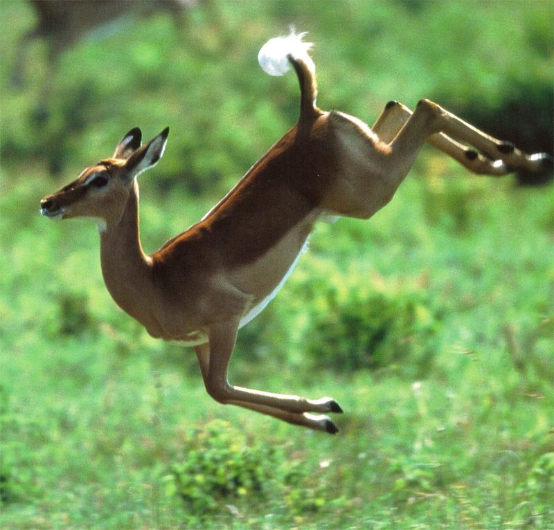 NLS-Animal Antics-deer.jpg