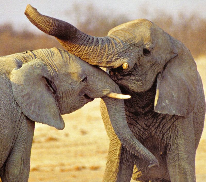 NLS-Animal Antics-Elephants.jpg