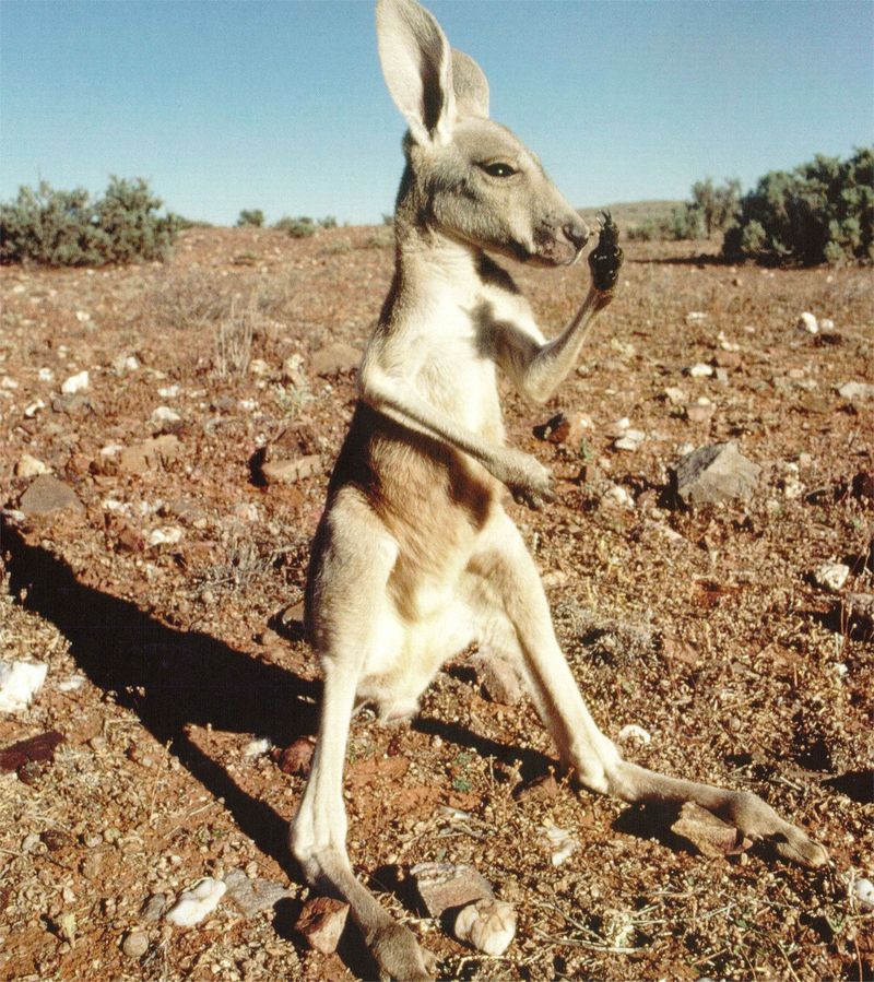 NLS-Animal Antics-Kangaroo.jpg