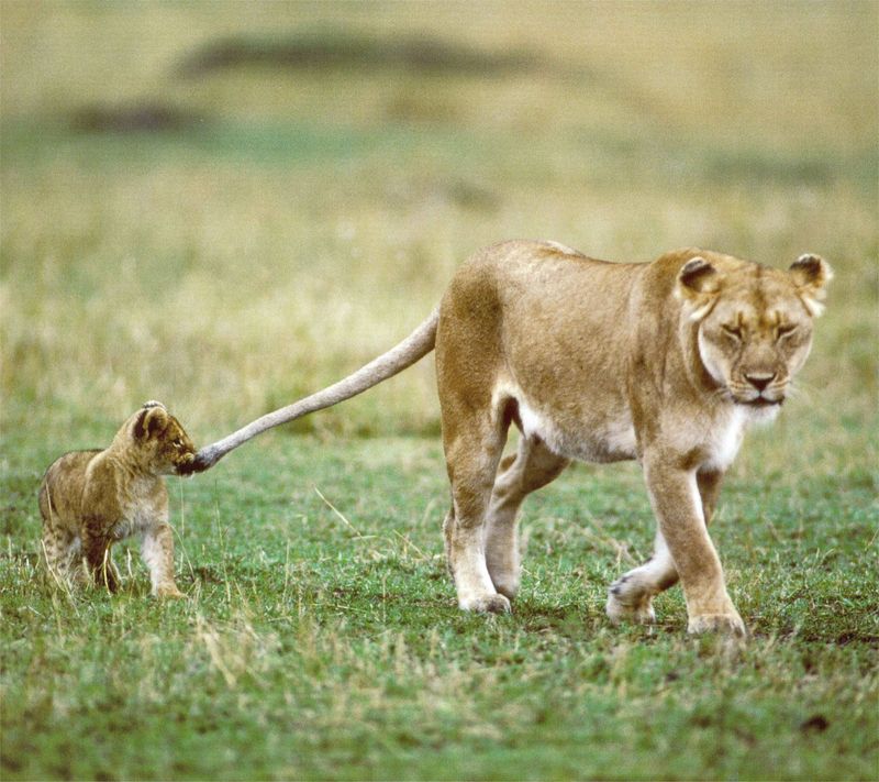 NLS-Animal Antics-lions.jpg