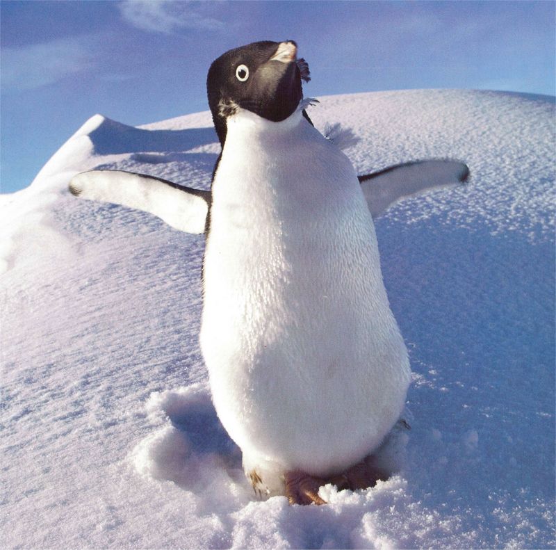 NLS-Animal Antics-Penguin.jpg