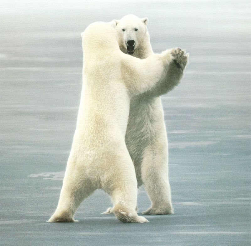 NLS-Animal Antics-Polar Bears.jpg