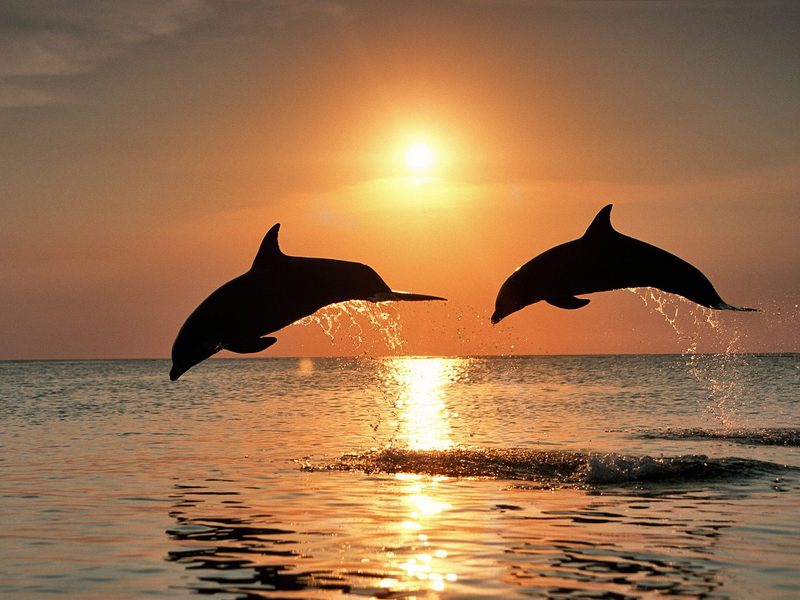 Bottlenose Dolphins Jumping at Sunset Honduras.jpg
