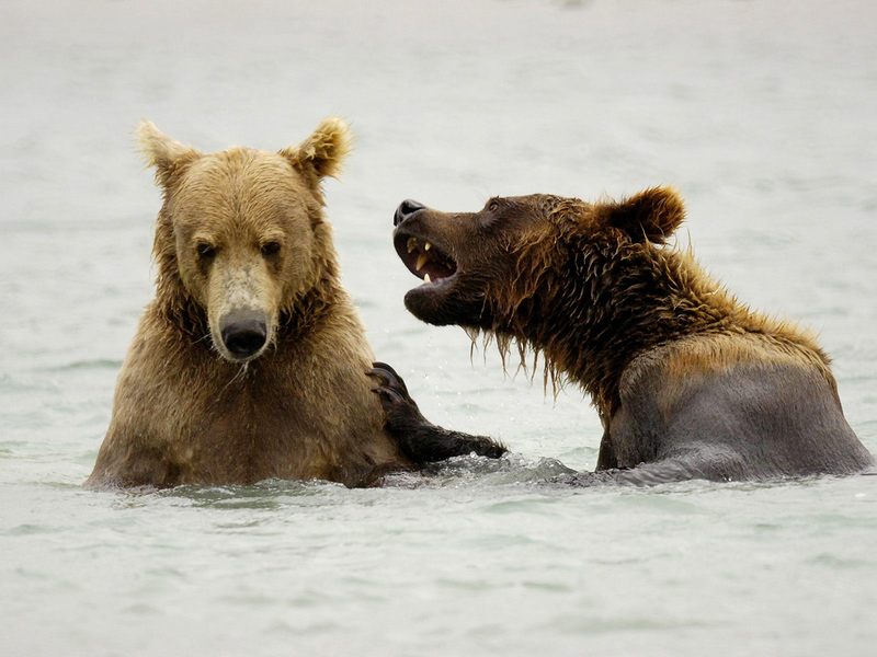 Brown Bears Playing McNeil River Alaska.jpg