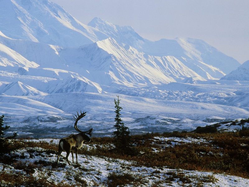 Caribou Bull Denali National Park Alaska.jpg