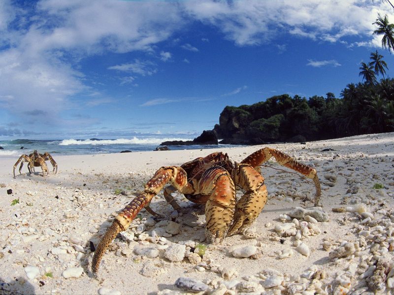 Coconut Crabs Christmas Island.jpg