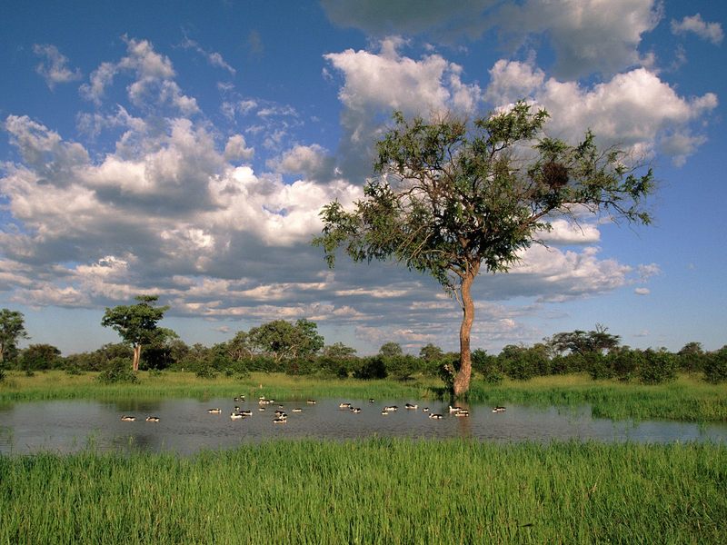 Comb Ducks on Lake Savute Chobe National Park Botswana.jpg