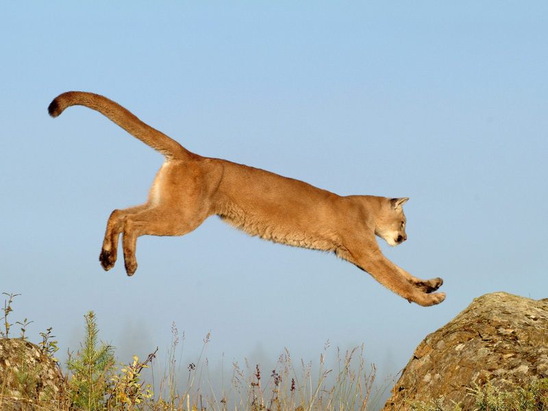 Leaping Cougar Montana.jpg