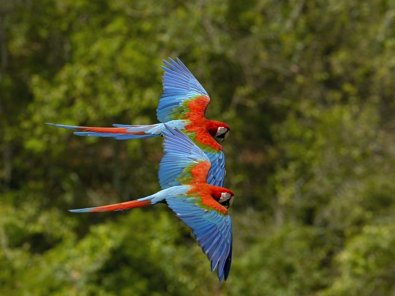 Macaws in Flight Brazil.jpg