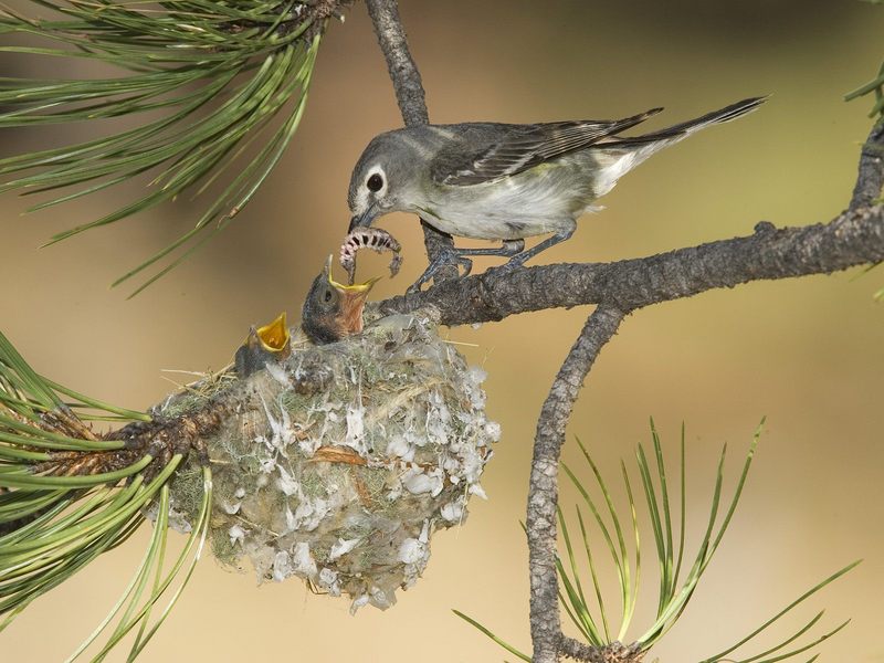 Plumbeous Vireo Mother With Hungry Chicks White Mountains Arizona.jpg