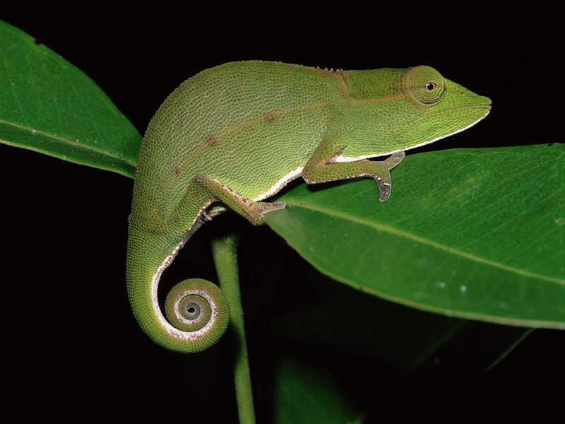 Short-Nosed Chameleon at Night Mantadia National Park Madagascar.jpg