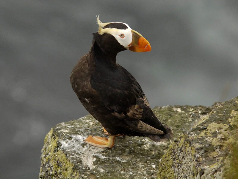 Tufted Puffin Pribilof Islands Alaska.jpg