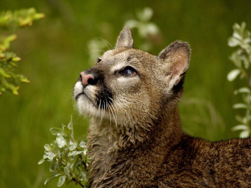 Watchful Cougar Montana.jpg