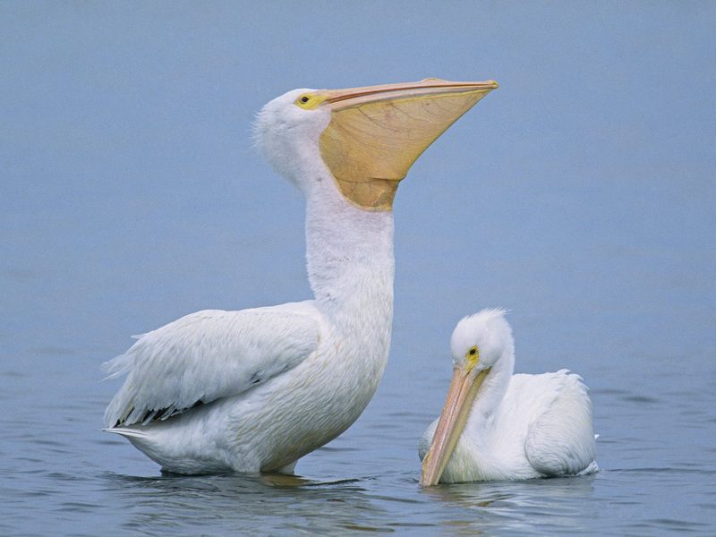A Pair of Pelicans.jpg