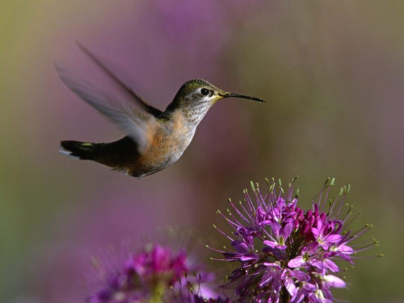 Broad-Tailed Hummingbird.jpg
