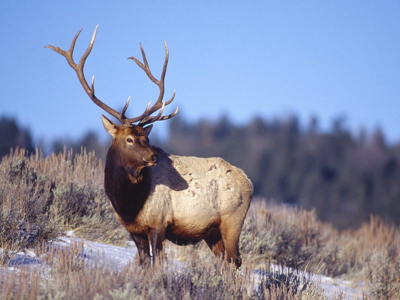Bull Elk Yellowstone National Park Wyoming.jpg