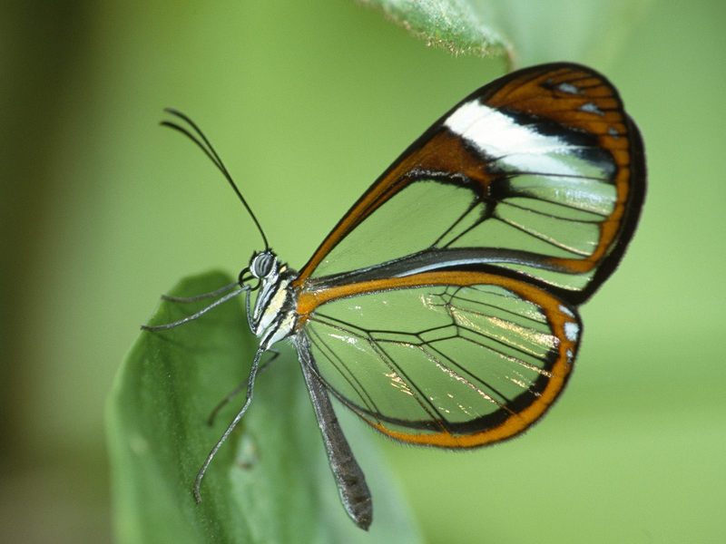 Clear Wing Butterfly.jpg