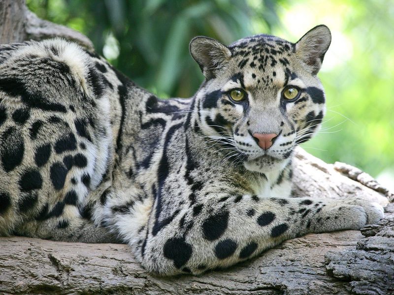 Clouded Leopard Nashville Zoo at Grassmere Tennessee.jpg