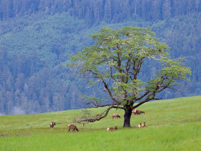Grazing Elk Bald Hills Redwood National Park California.jpg