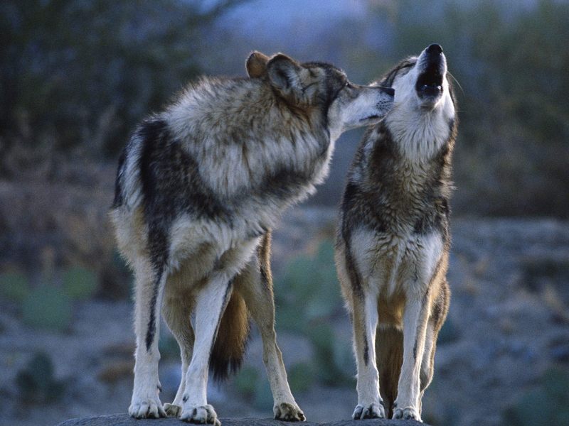 Howling Mexican Wolves.jpg