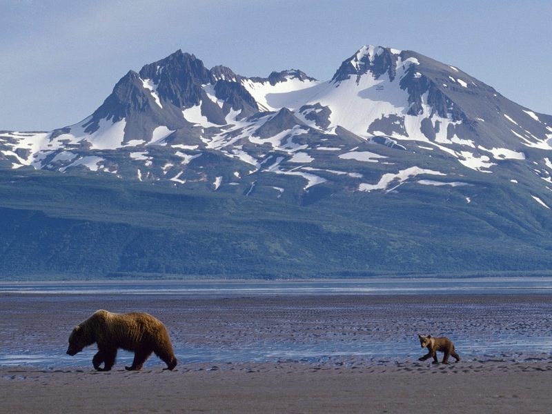 Mother Bear and Cub in Front of Katmai Alaska.jpg