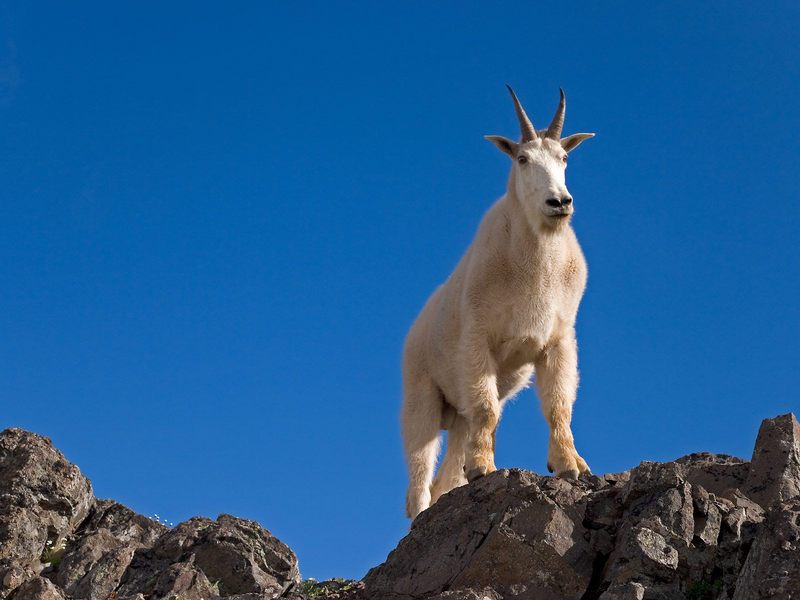 Mountain Goat Klahhane Ridge Olympic National Park Washington.jpg