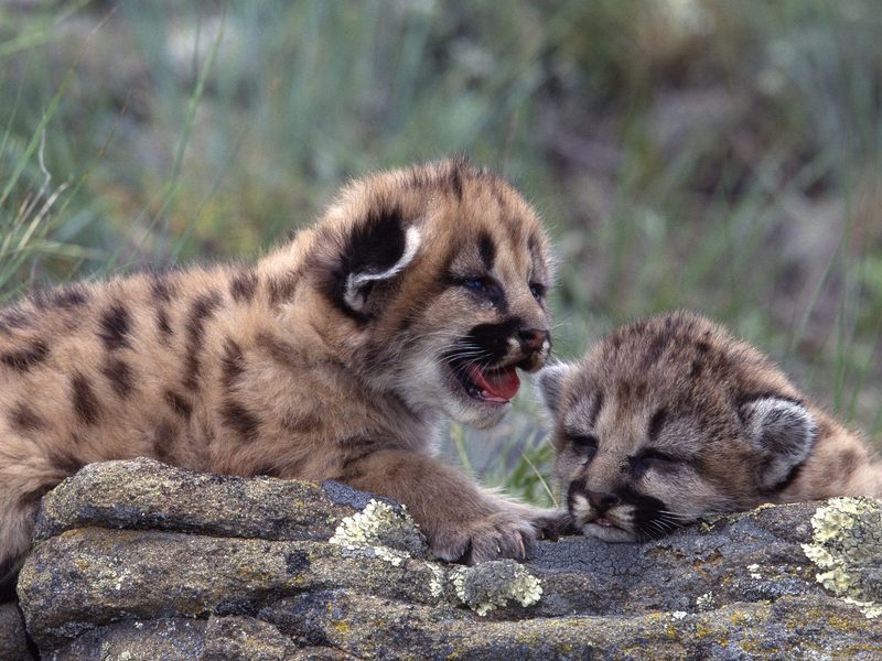 Mountain Lion Cubs.jpg