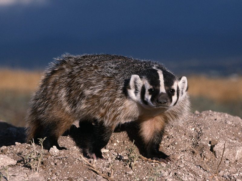 North American Badger.jpg