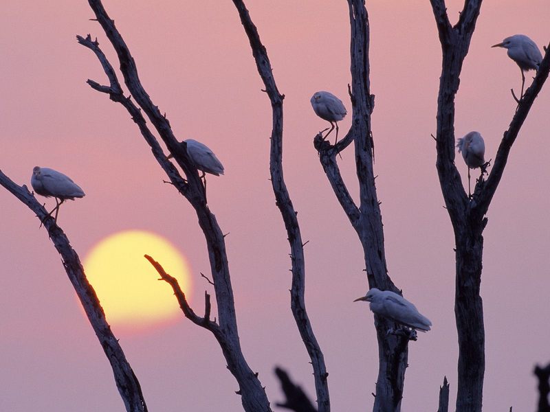Perched Egrets at Sunset Texas.jpg