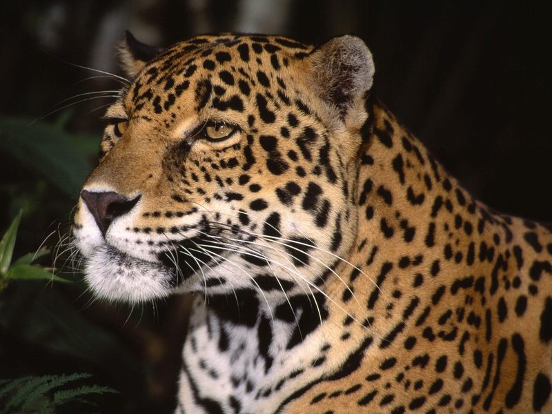 Profile of a Jaguar.jpg